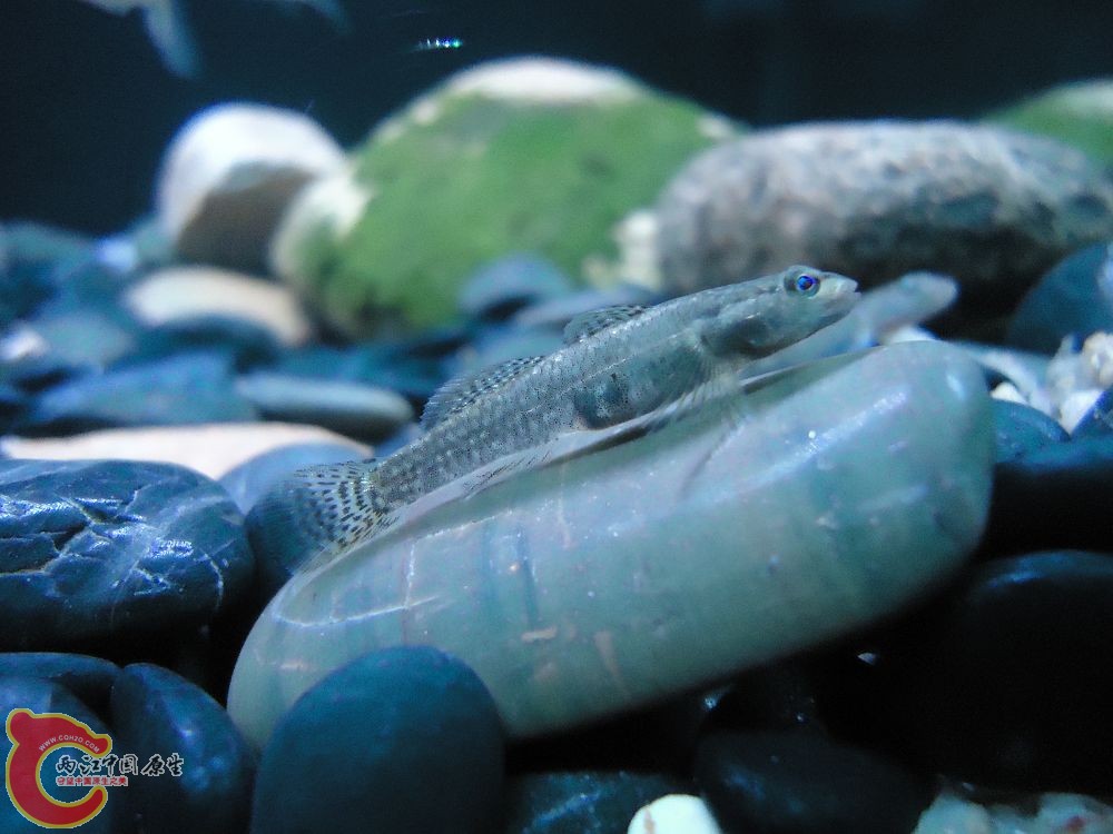 这条也是溪吻吗?