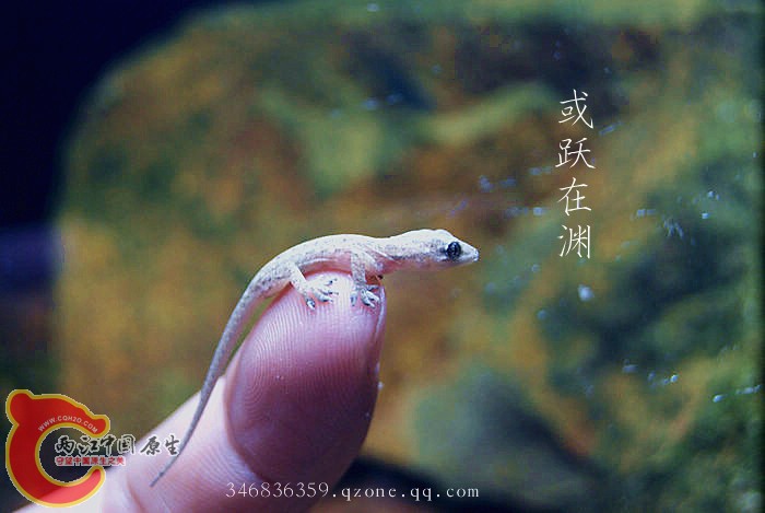 壁虎 (4).jpg