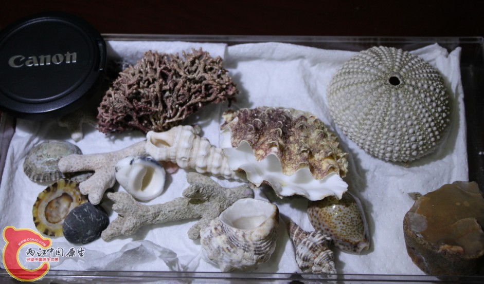 红海的贝壳.jpg