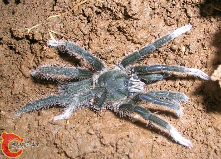 Annandaliella travancorica.jpg