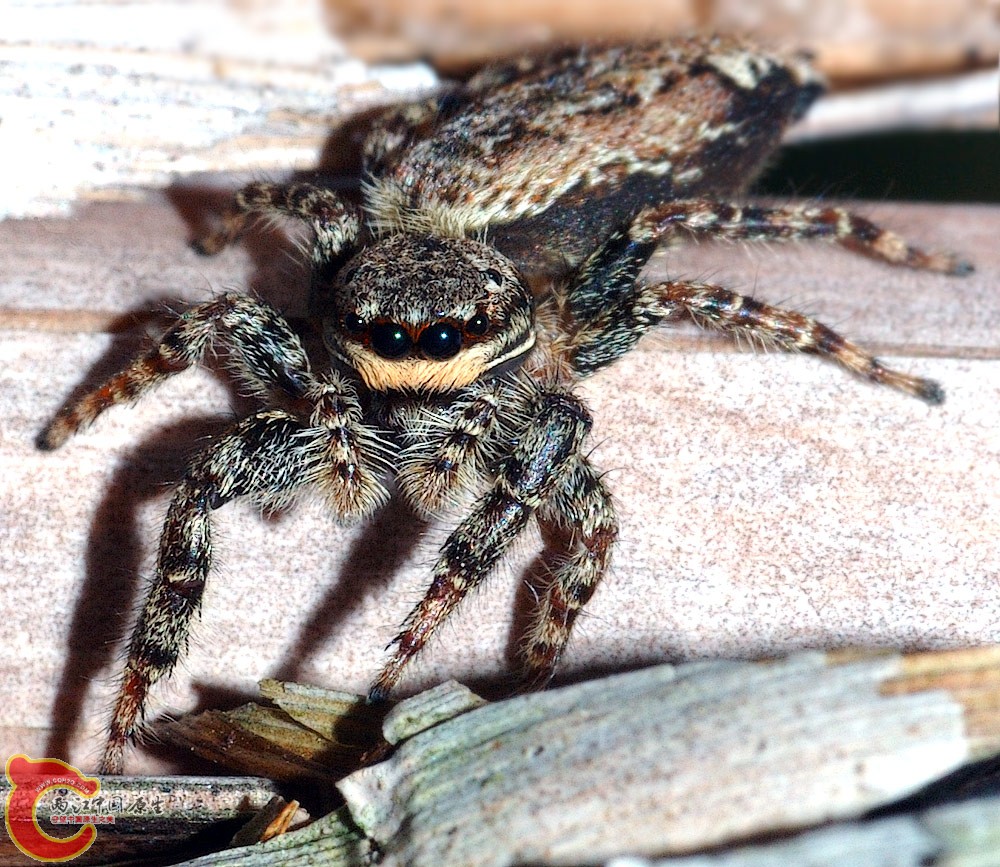 Marpissa_muscosa_front_(aka).jpg