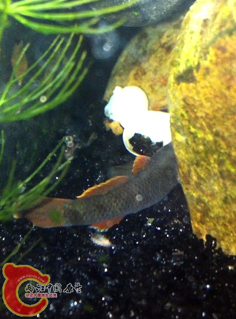 最大的一只密点一直躲起来，好不容易排到一个屁股~