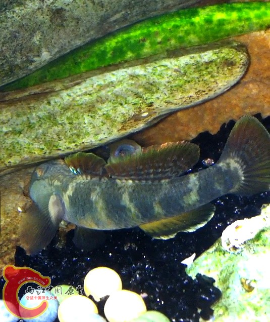 大密点跑到了波氏的窝，波氏要夺回来！