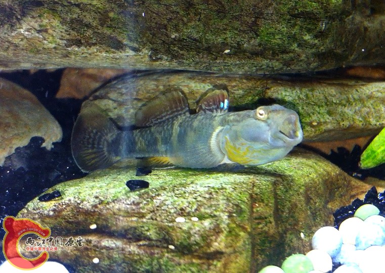 最大的波氏在宣布这是他的地盘！