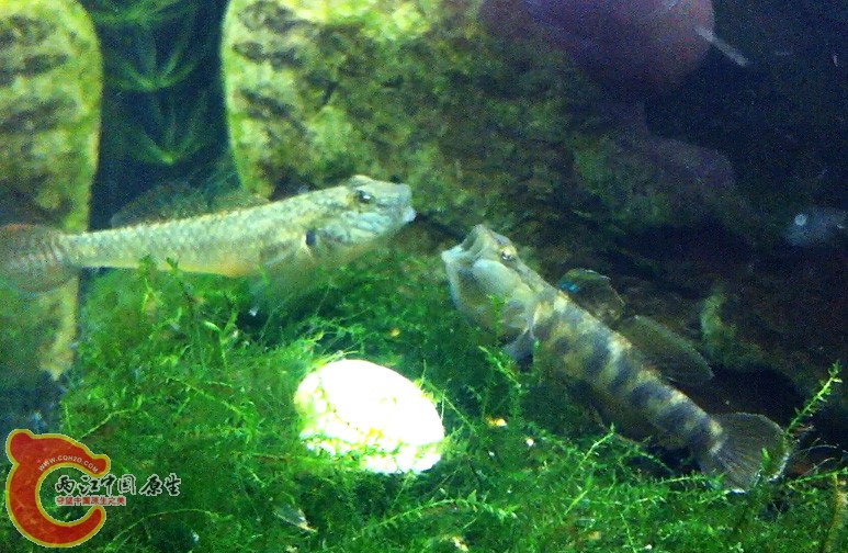 子陵和一只小波氏在一个莫斯石头上相遇~