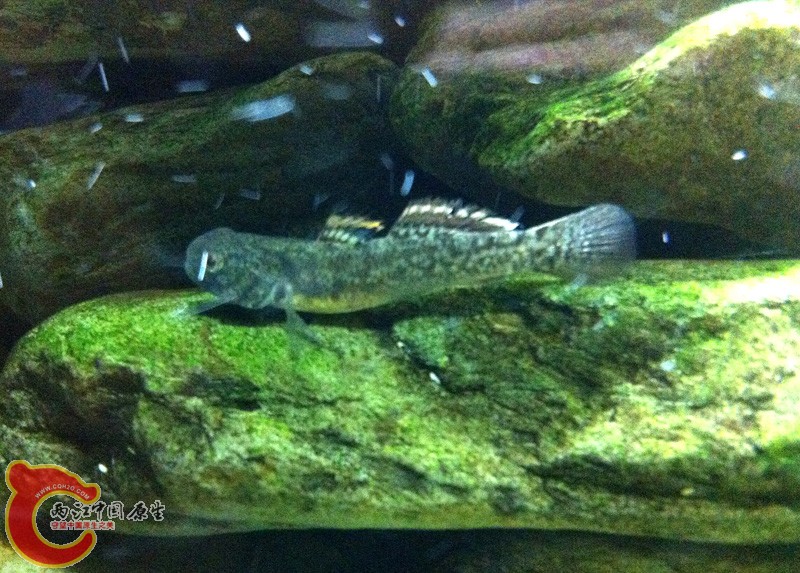 新换入的小粘皮警惕的观看四周~