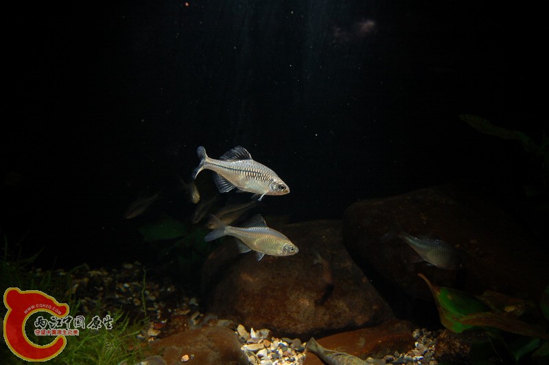 DSC_7822.jpg