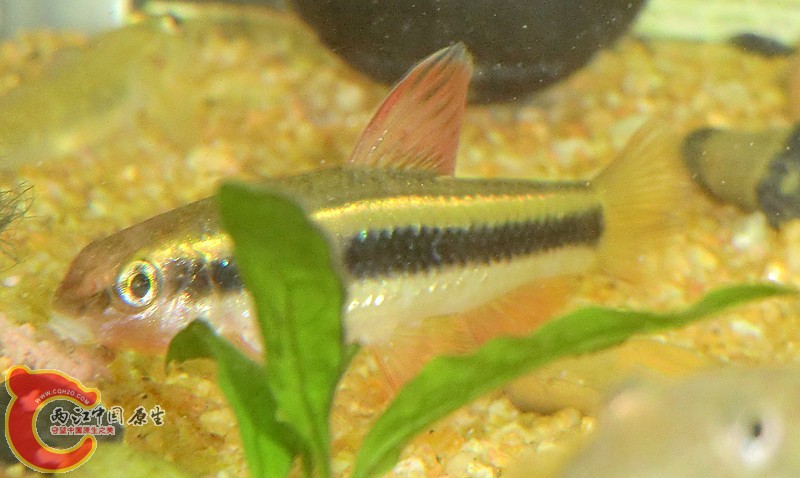 CIMG2452_副本.jpg