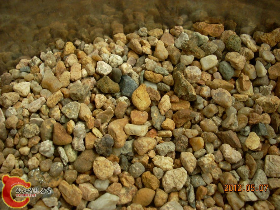 原生缸开缸准备-粗河砂 2012.05.07-DSCN1888.jpg