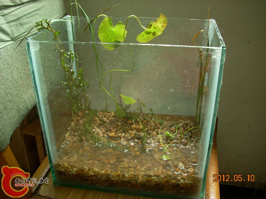 原生缸开缸第1天2012.05.10-DSCN1919.jpg
