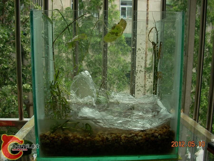 原生缸开缸第1天2012.05.10-DSCN1925.jpg