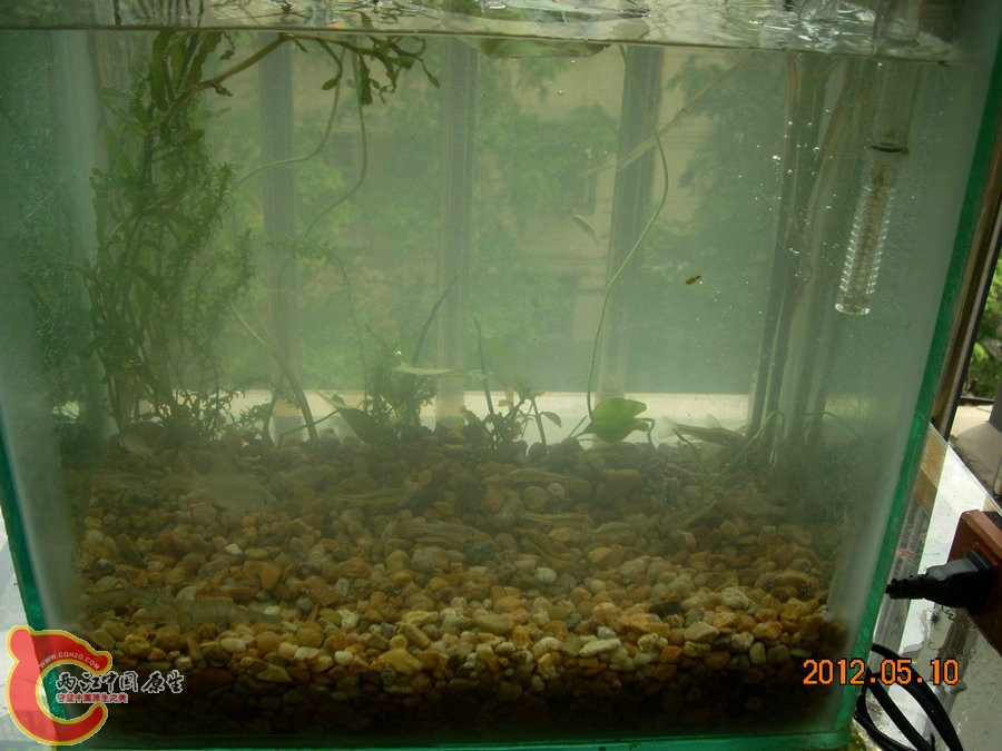 原生缸开缸第1天2012.05.10-DSCN1929.jpg