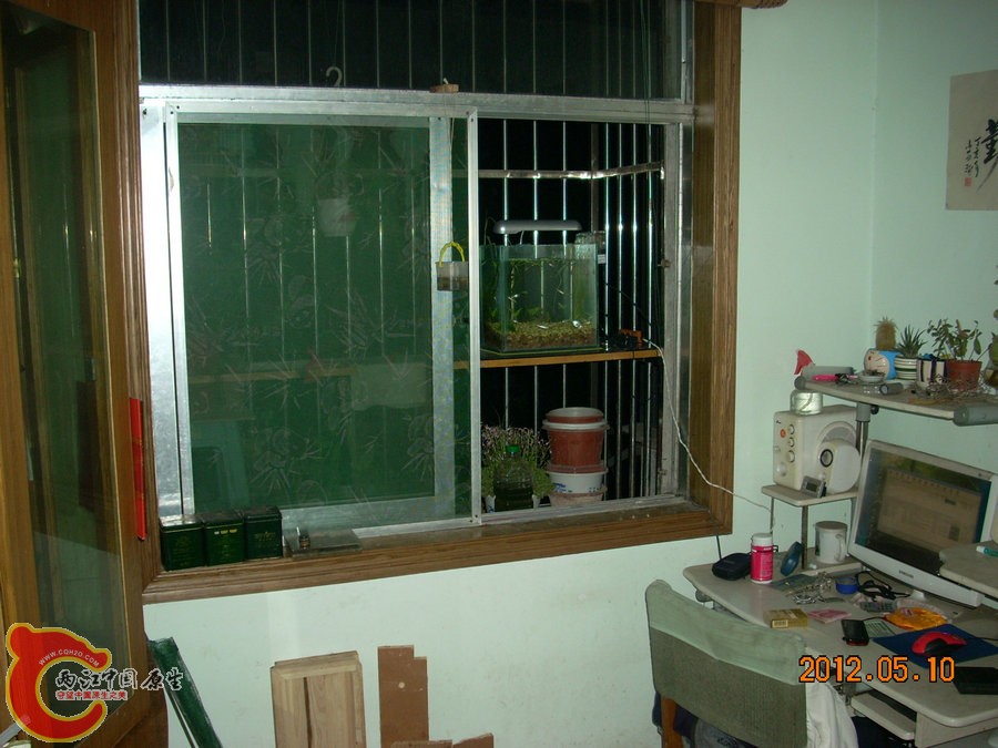 原生缸开缸第1天2012.05.10-DSCN1933.jpg