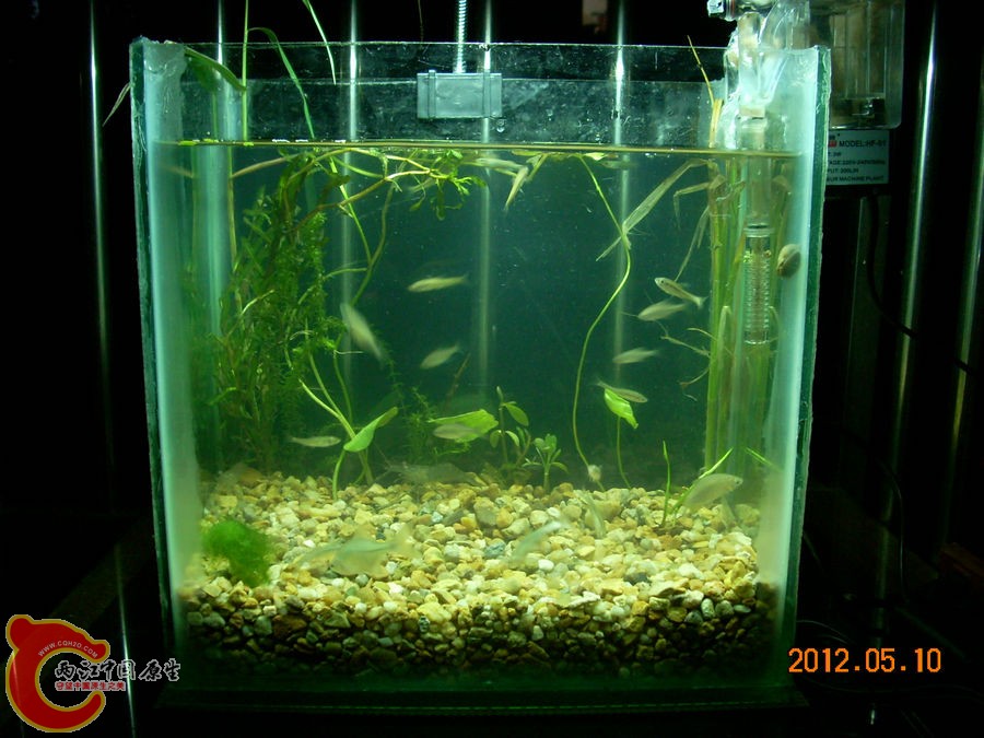 原生缸开缸第1天2012.05.10-DSCN1934.jpg