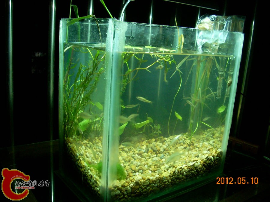 原生缸开缸第1天2012.05.10-DSCN1937.jpg