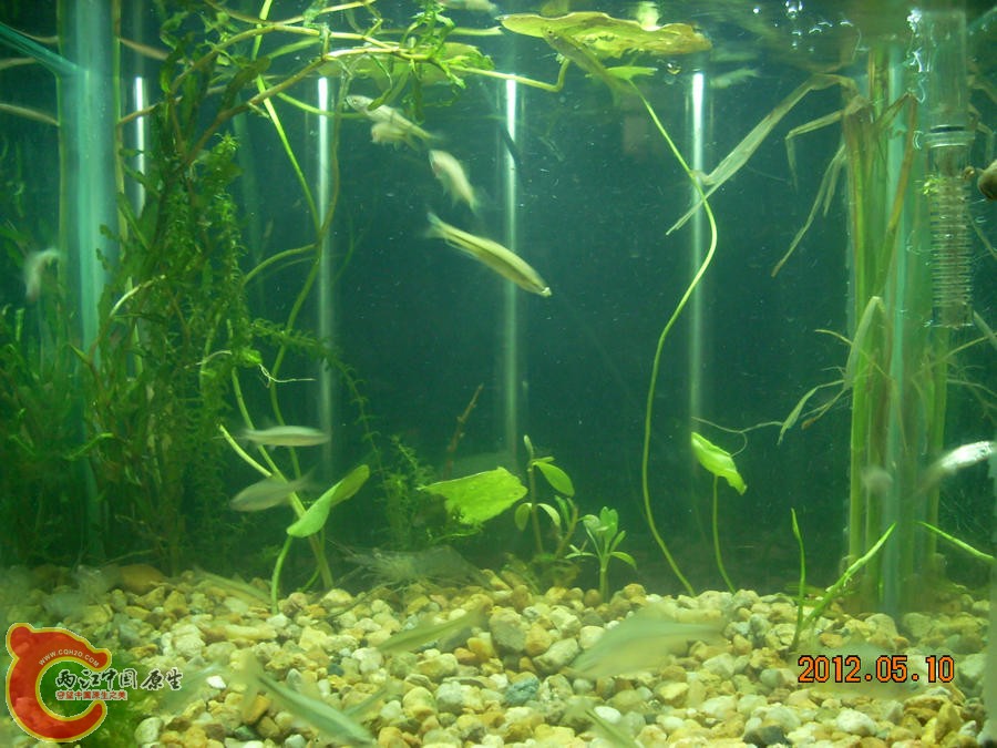 原生缸开缸第1天2012.05.10-DSCN1936.jpg