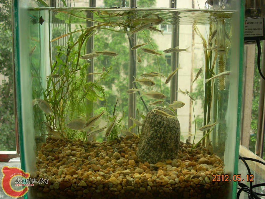 原生缸开缸第1天2012.05.11-DSCN1953.jpg