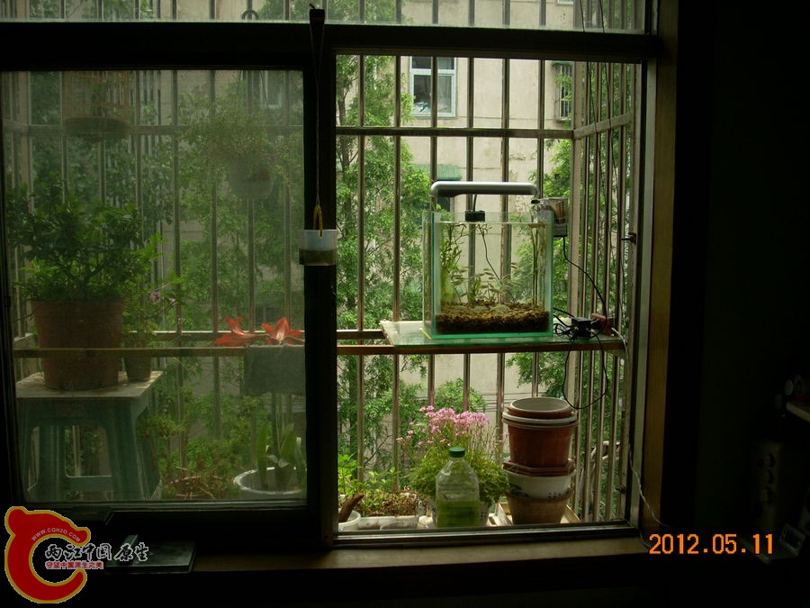 原生缸开缸第1天2012.05.11-DSCN1956.jpg