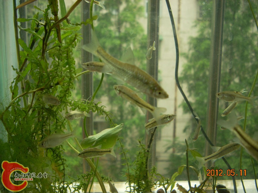 原生缸开缸第1天2012.05.11-DSCN1968.jpg