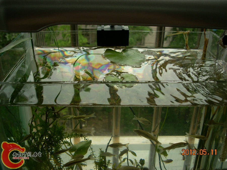 原生缸开缸第1天2012.05.11-DSCN1970.jpg