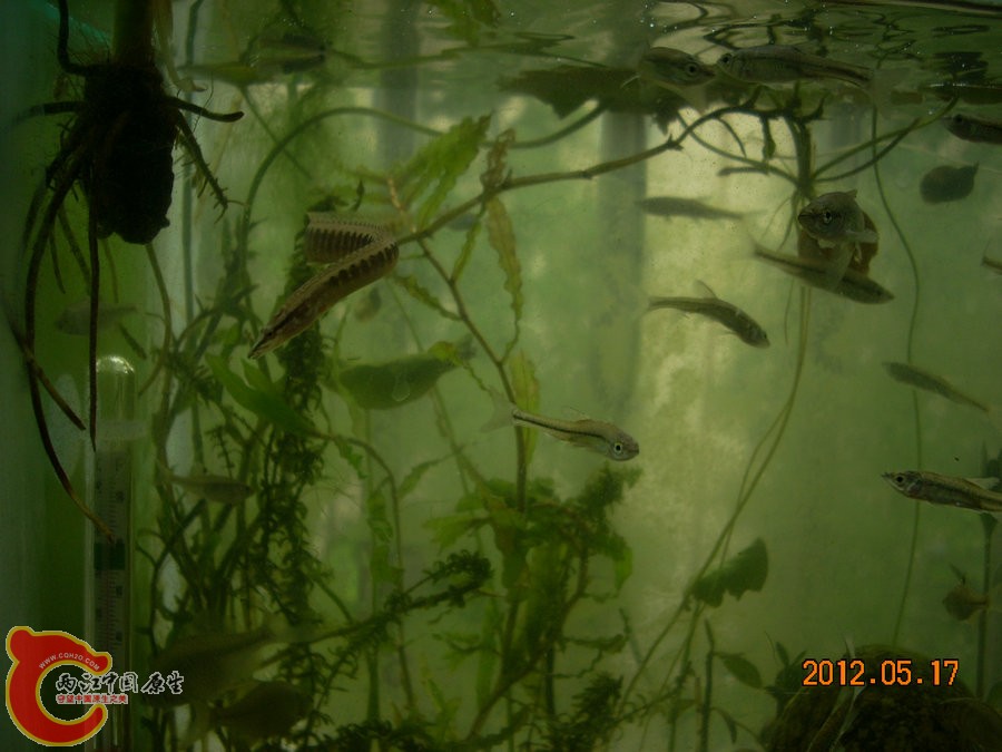 刺鳅 2012.05.17-DSCN2065.jpg