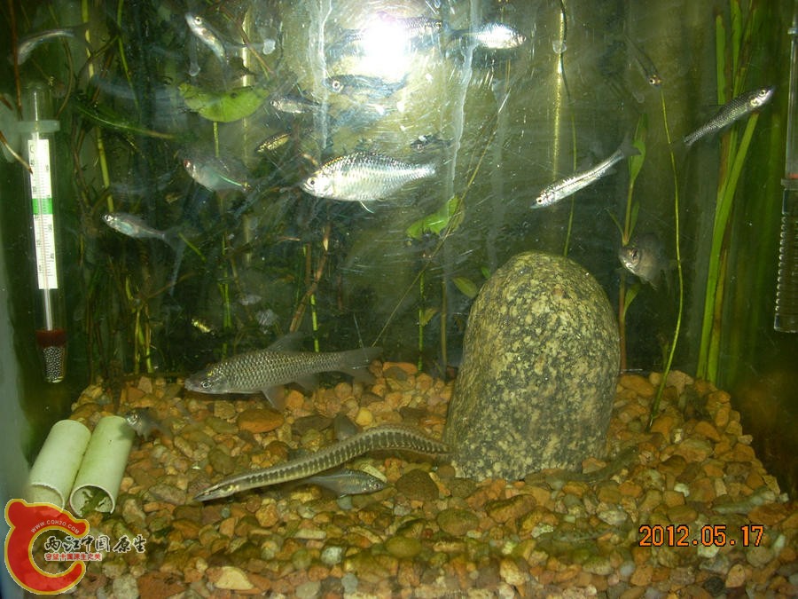 刺鳅 2012.05.17-DSCN2100.jpg