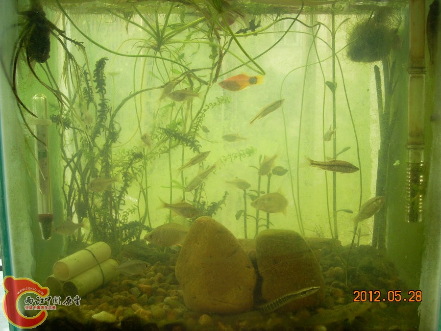 刺鳅 2012.05.28-DSCN2204.jpg