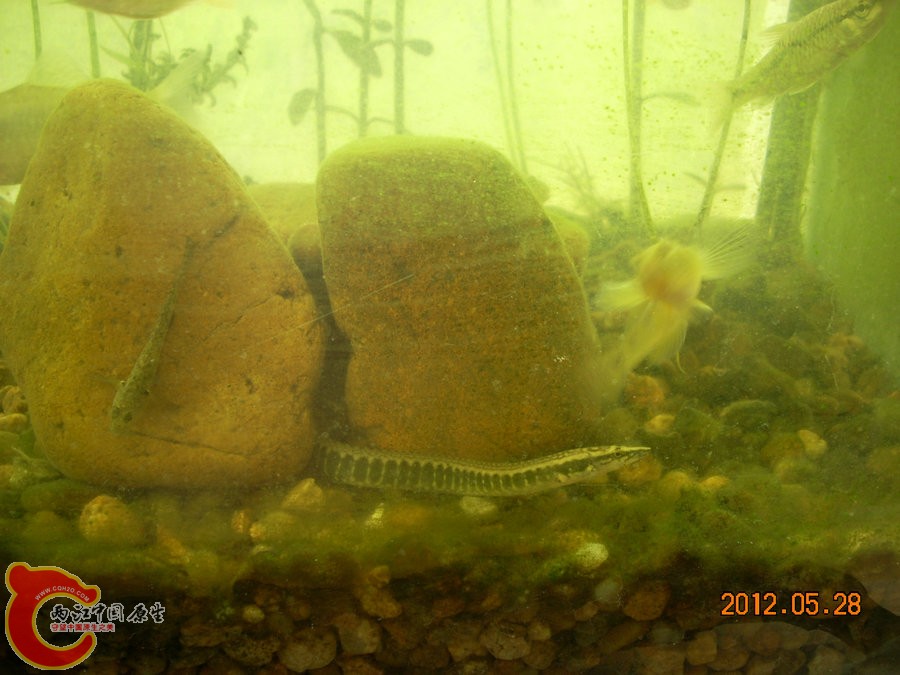 刺鳅 2012.05.28-DSCN2205.jpg