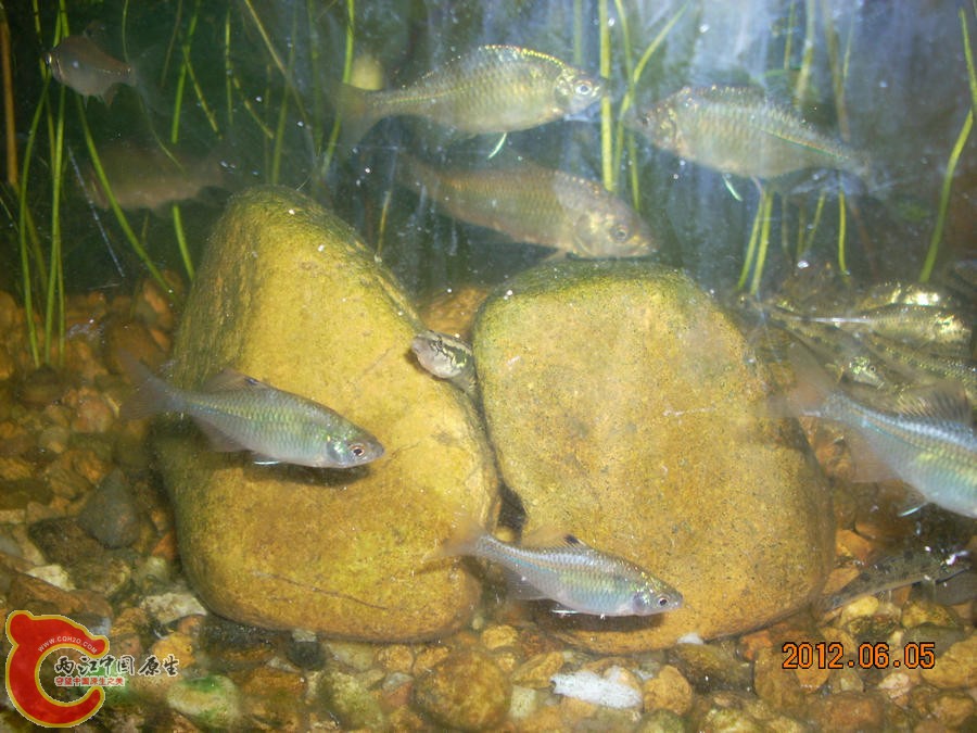 刺鳅 2012.06.05-DSCN2363.jpg