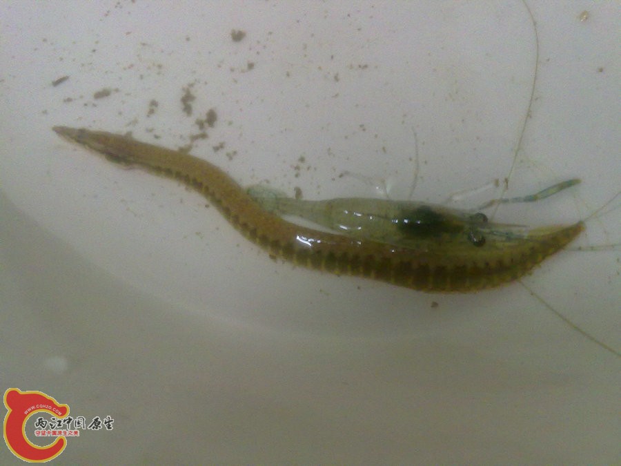 刺鳅 201205161148.jpg