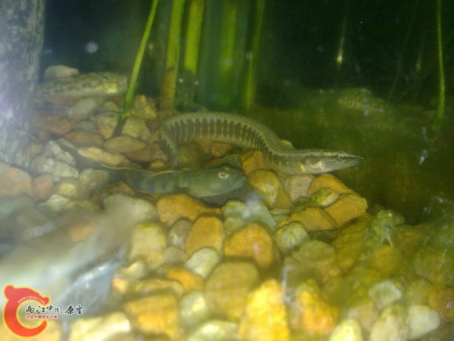 刺鳅 201205161181.jpg