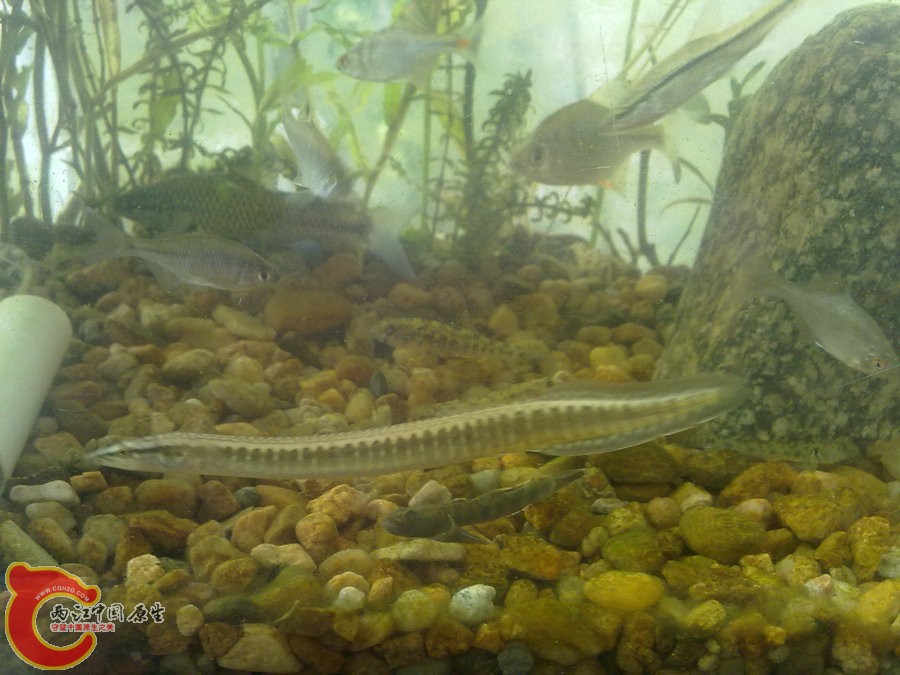 刺鳅 201205181206.jpg