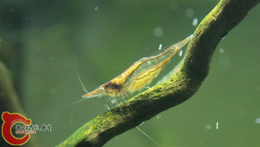 虾米5.jpg