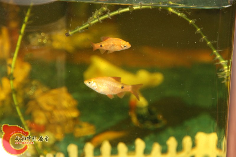 金元宝.jpg