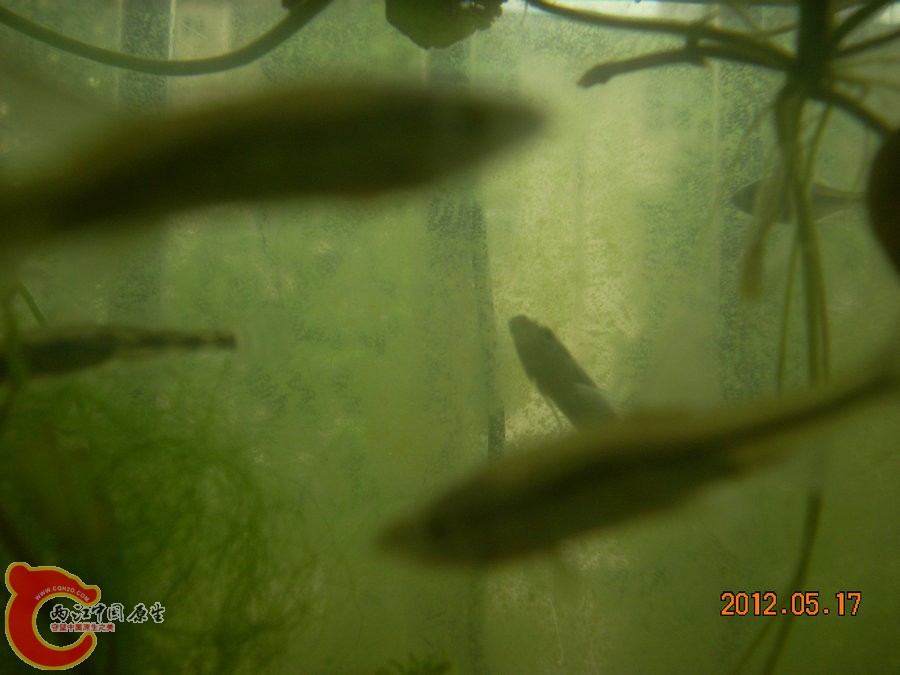 缸壁上的绿藻 2012.05.17-DSCN2050.jpg