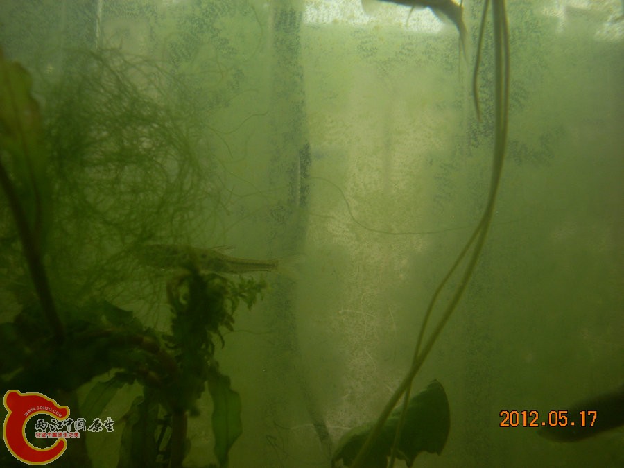 缸壁上的绿藻 2012.05.17-DSCN2052.jpg