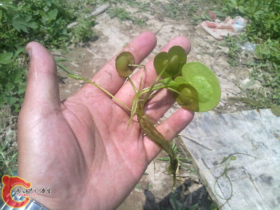 水鳖 201205171203.jpg