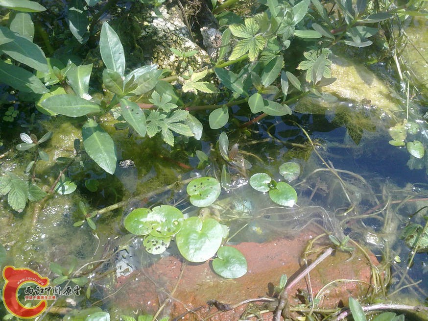 水鳖（马尿花） 201205171200.jpg