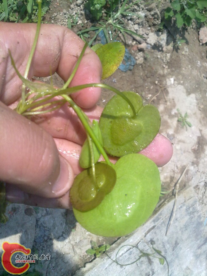 水鳖（马尿花） 201205171201.jpg