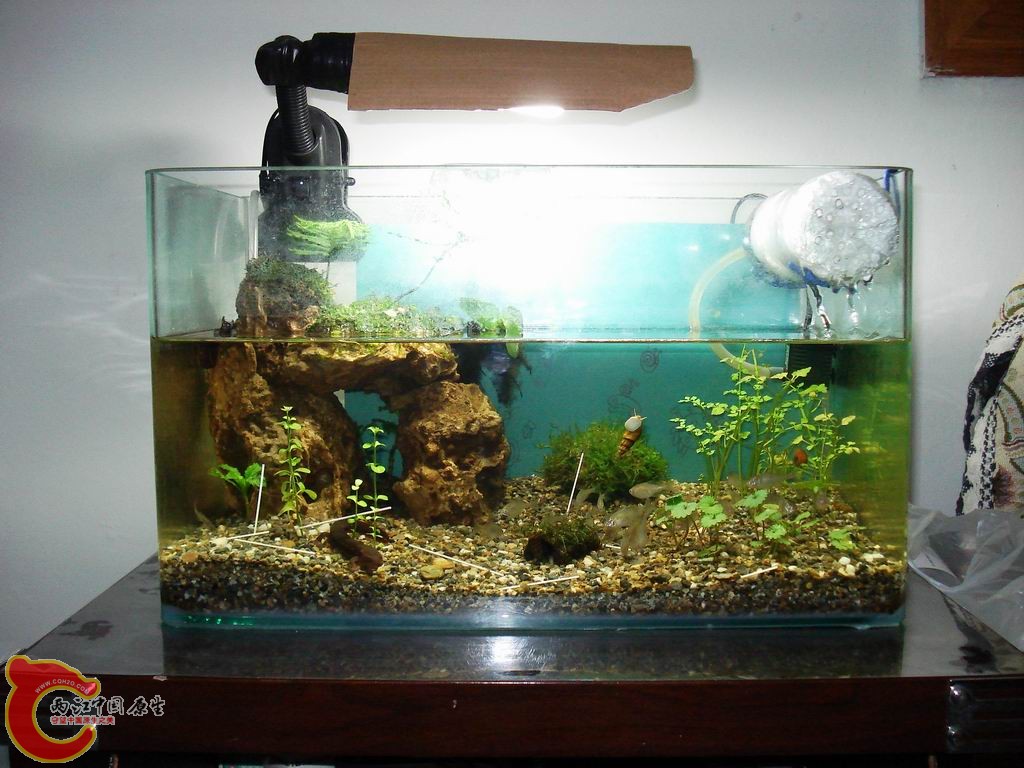小缸全景，灯是自己改的