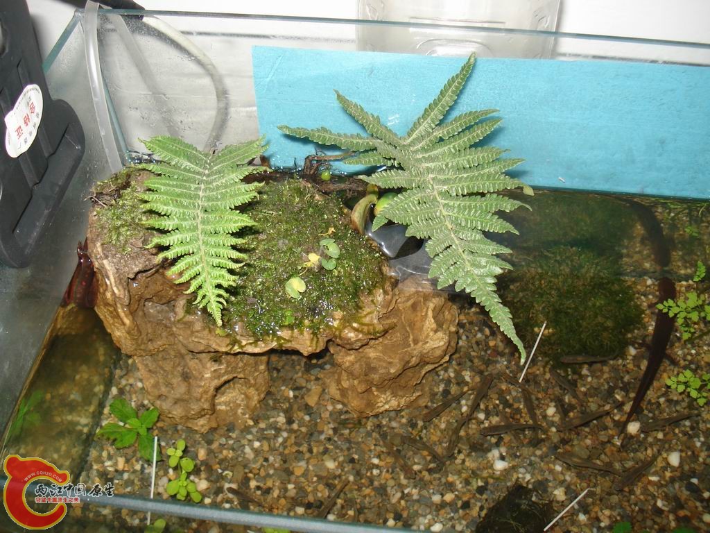 上上周野采的厥苔，喜欢这个造型