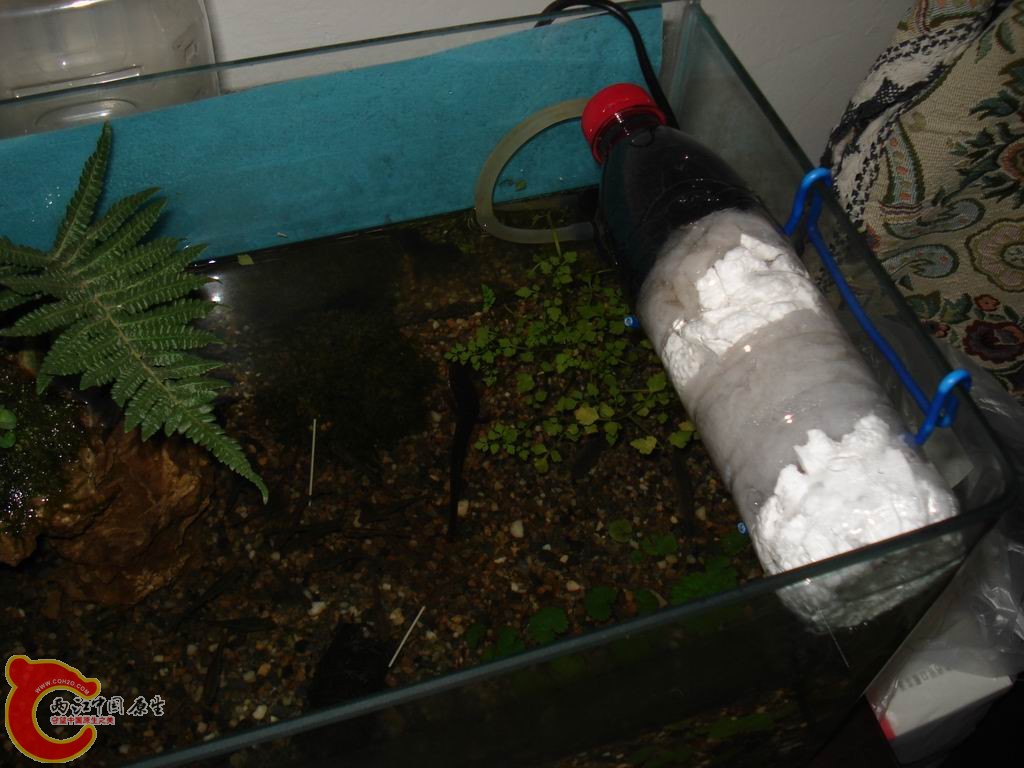 自制的5级滤水器，水泵2w，非常适合小缸