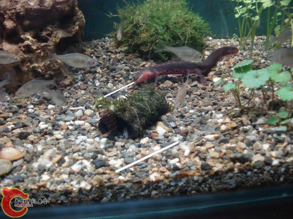 前面是自己用竹子烧的竹炭筒+莫斯，还没长好，蝾螈非常喜欢钻进去玩