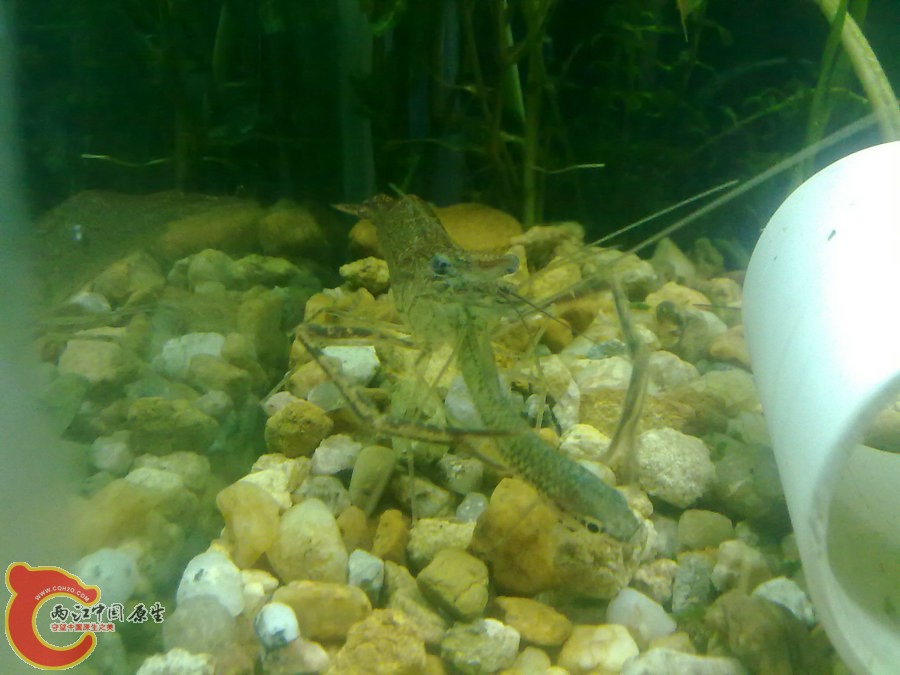 大眼贼吃麦穗-201205121110.jpg