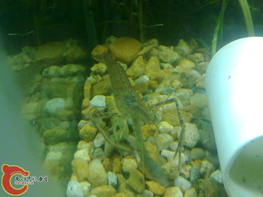 大眼贼吃麦穗-201205121111.jpg