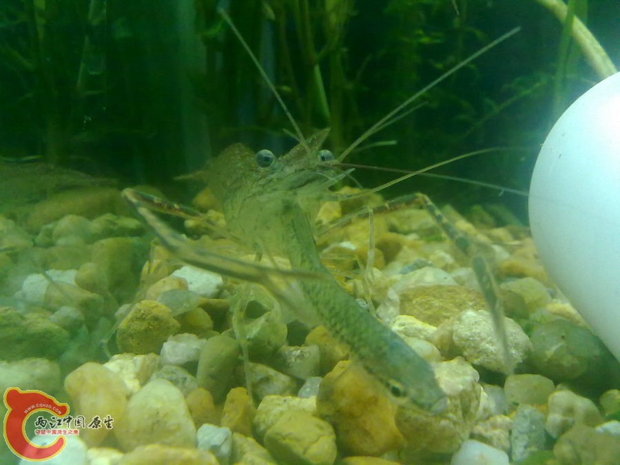 大眼贼吃麦穗-201205121113.jpg