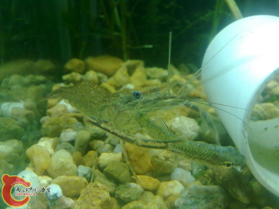 大眼贼吃麦穗-201205121124.jpg