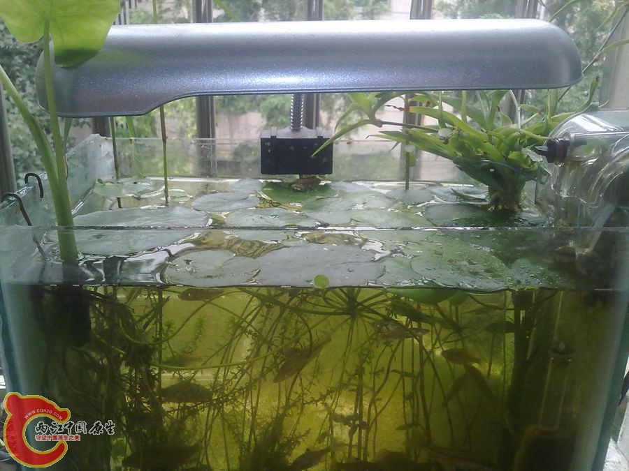 原生缸 开缸一个月 2012.06.09-097.jpg