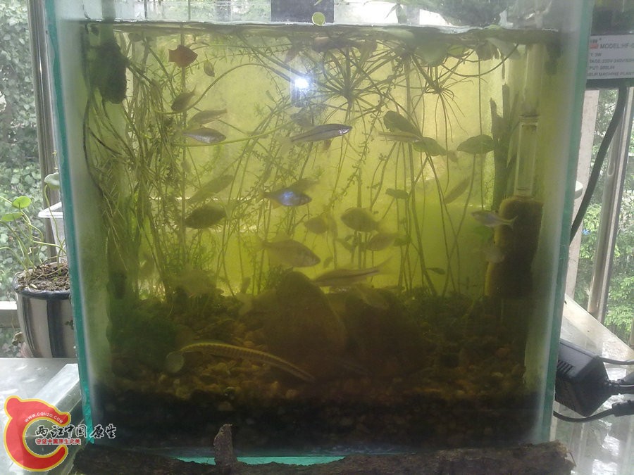 原生缸 开缸一个月 2012.06.09-098.jpg