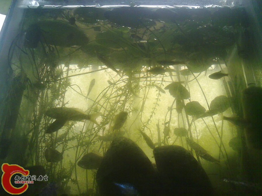 原生缸 开缸一个月 2012.06.09-099.jpg